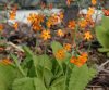 Show product details for Primula chungensis